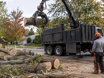 Cut trunk sections staged for removal from a backyard