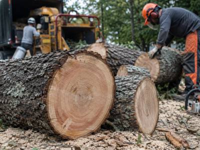 A cleared removal site with the stump still in place