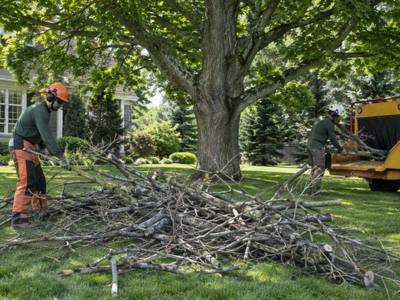 Dead branch and debris cleared from a side yard after a storm