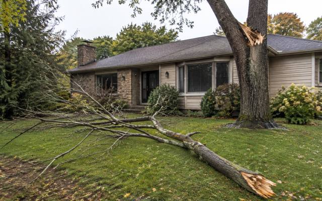 Dead limb resting on a lawn after removal