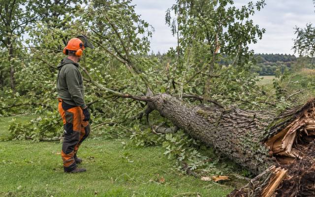 Crew lowering a large cut section during a tree removal