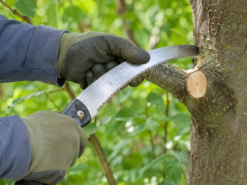 Small tree being trimmed back from ground level